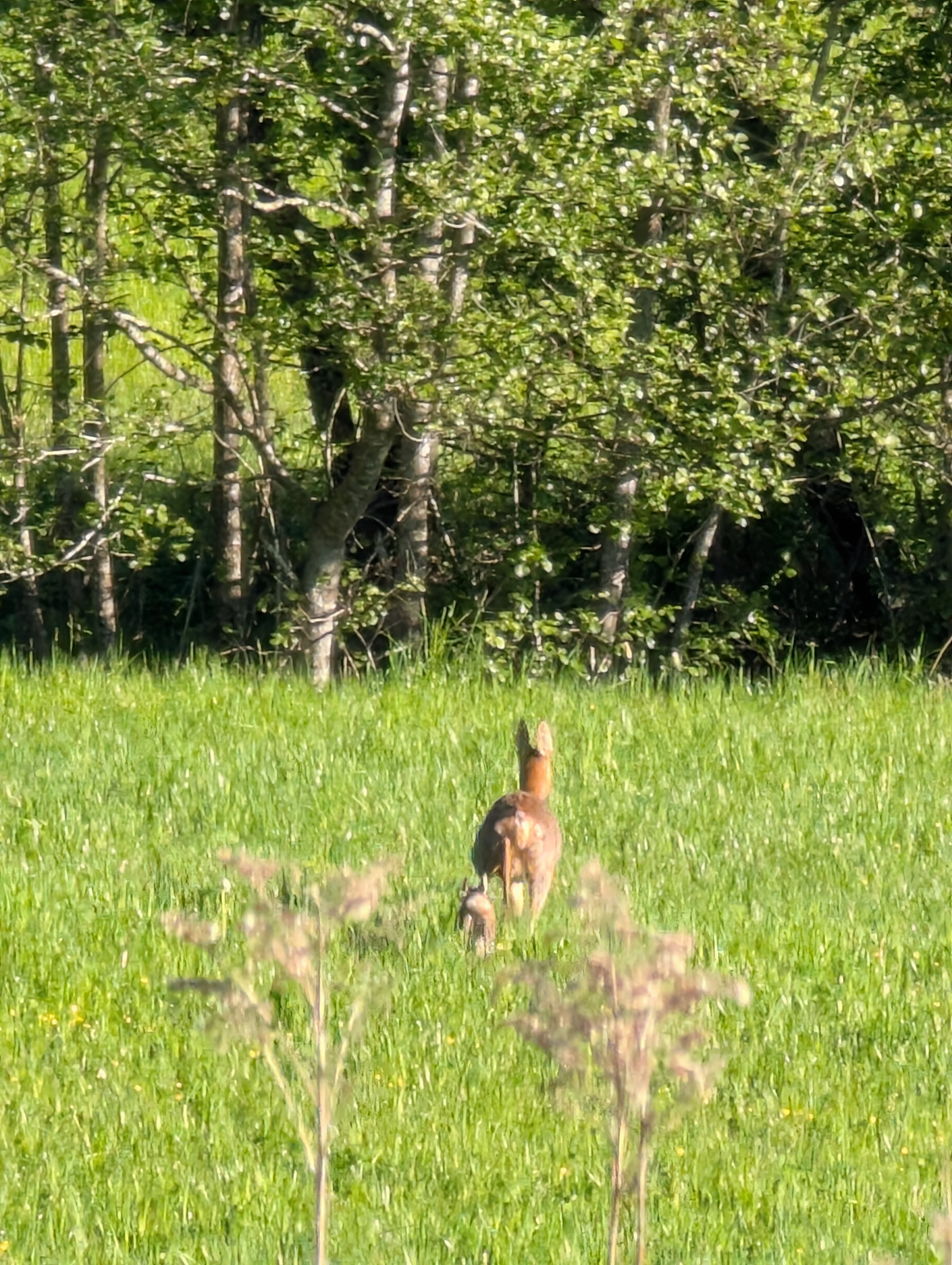 rådjursget och kid